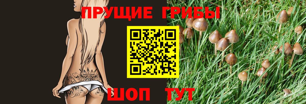 Галлюциногенные грибы Psilocybe Белебей